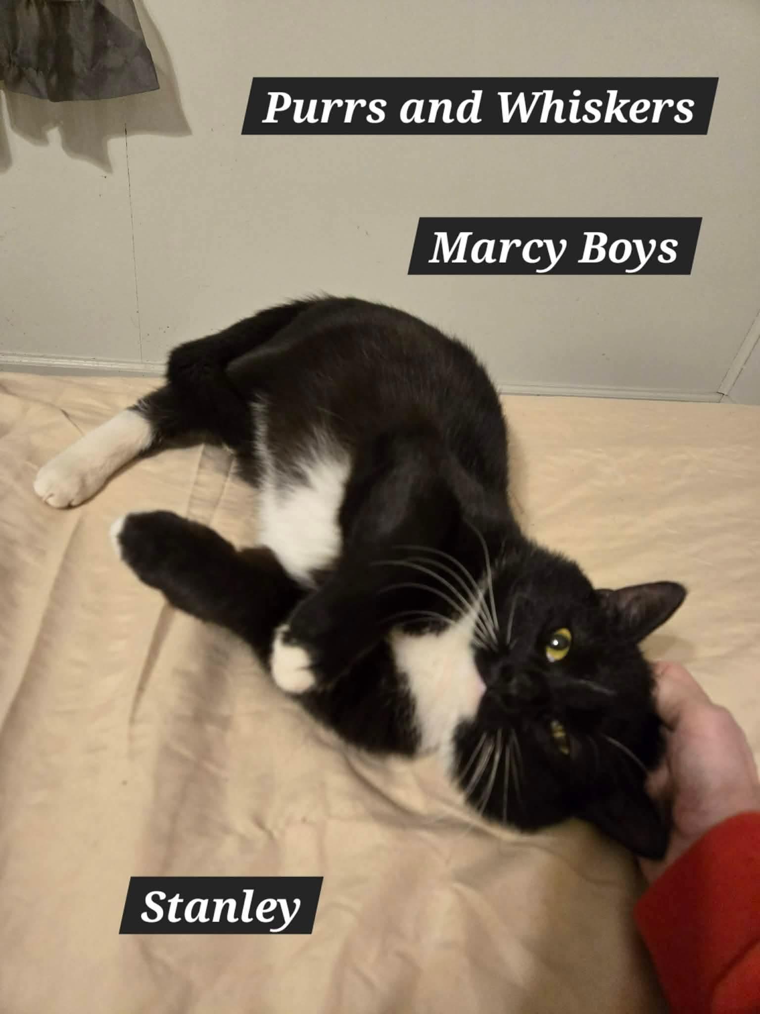 Stanley, Adoptable, Young Male Domestic Short Hair.