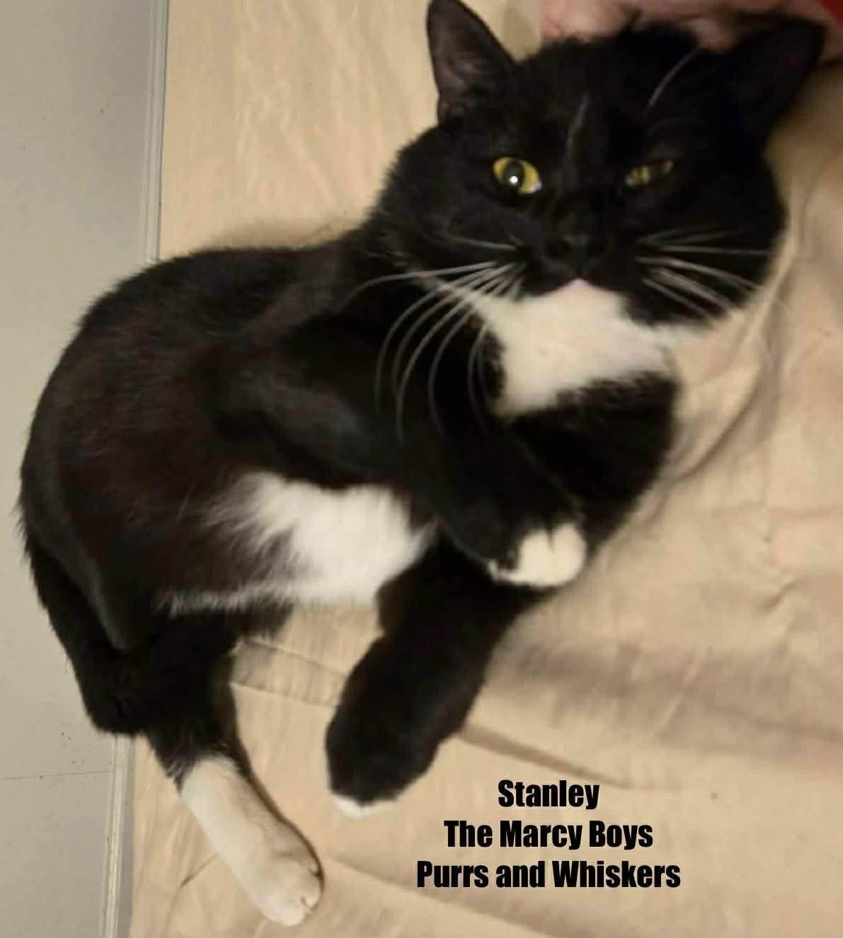 Enlarge Stanley, a Adoptable Domestic Short Hair in New Hartford, NY image 2/2