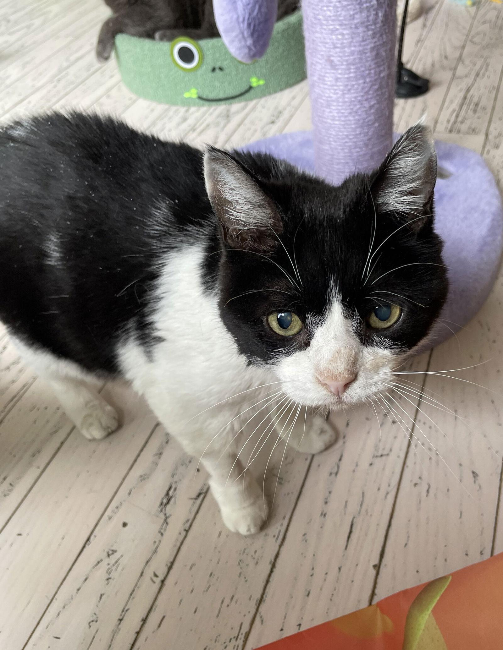 Stella, Adoptable, Senior Female Domestic Short Hair.