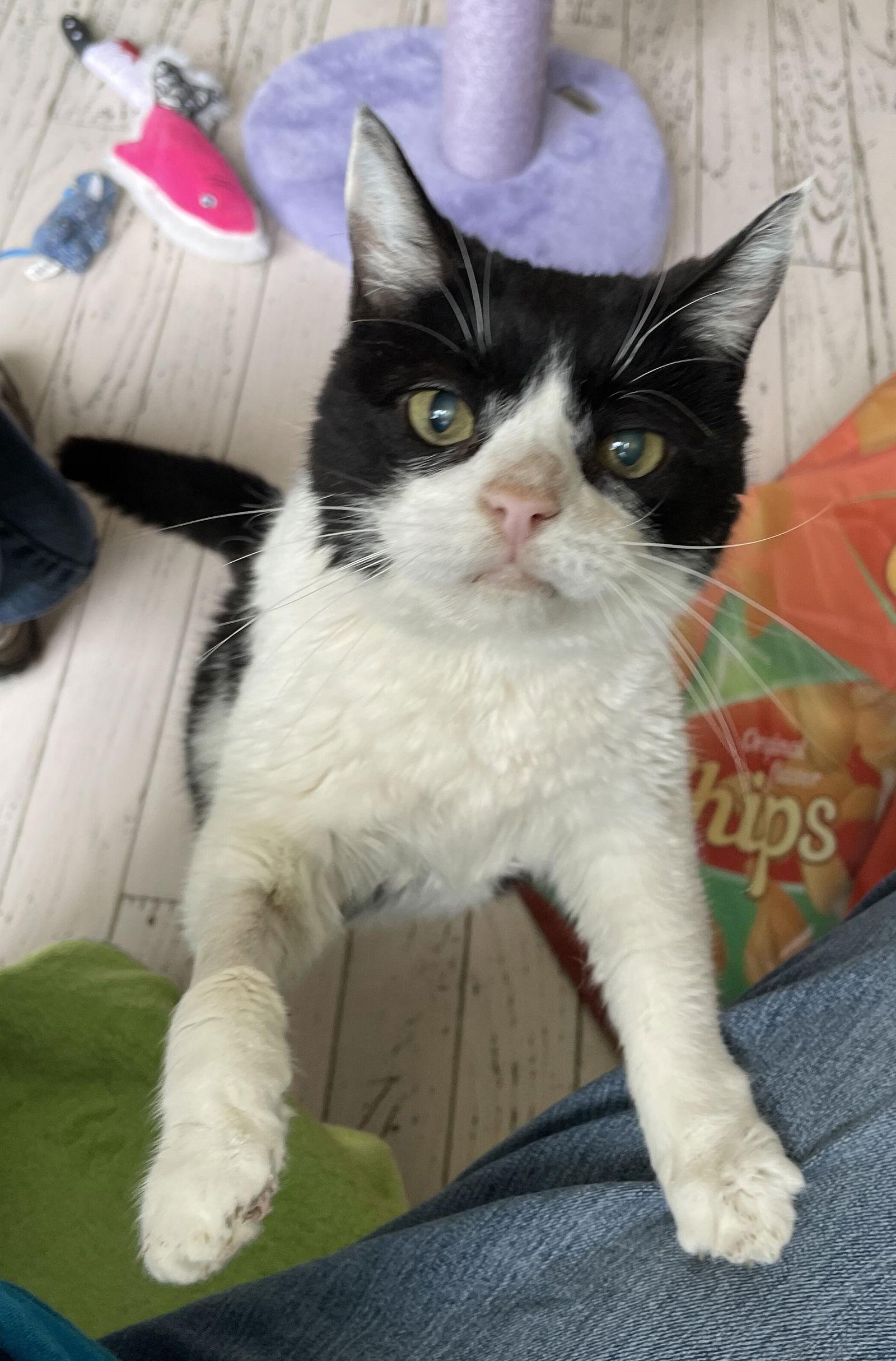 Stella, a Adoptable Domestic Short Hair in Lutherville, MD image 2/3