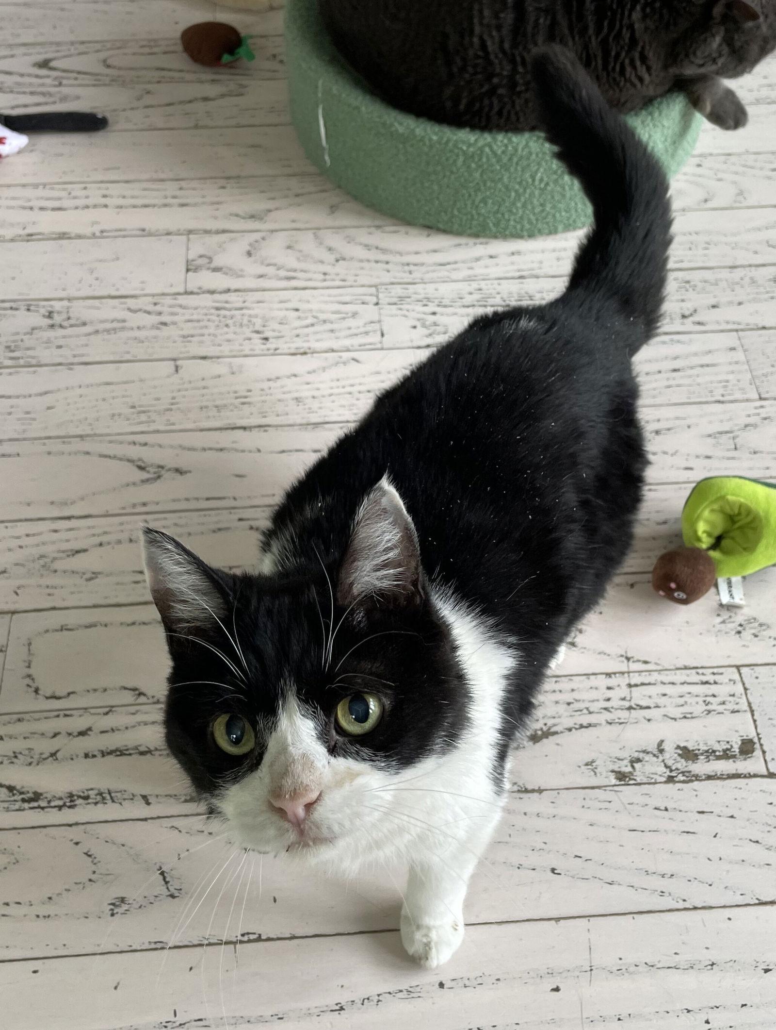 Stella, a Adoptable Domestic Short Hair in Lutherville, MD image 3/3