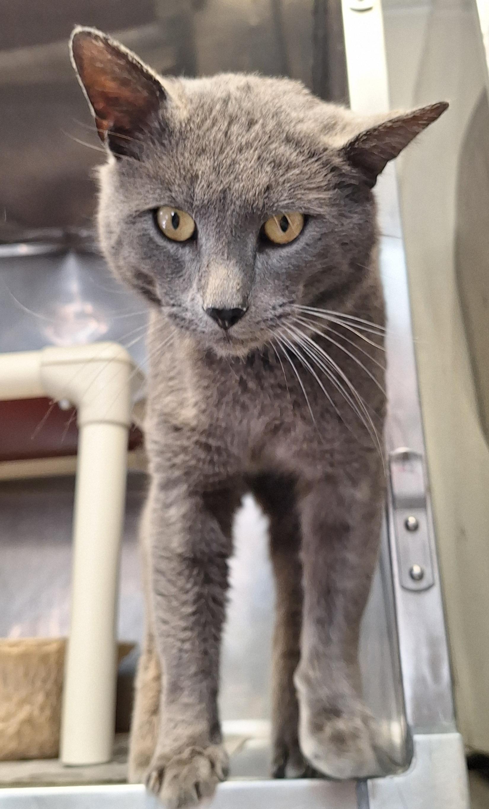 Enlarge Orin, an adopted mixed breed in Stanton, KY image 2/5