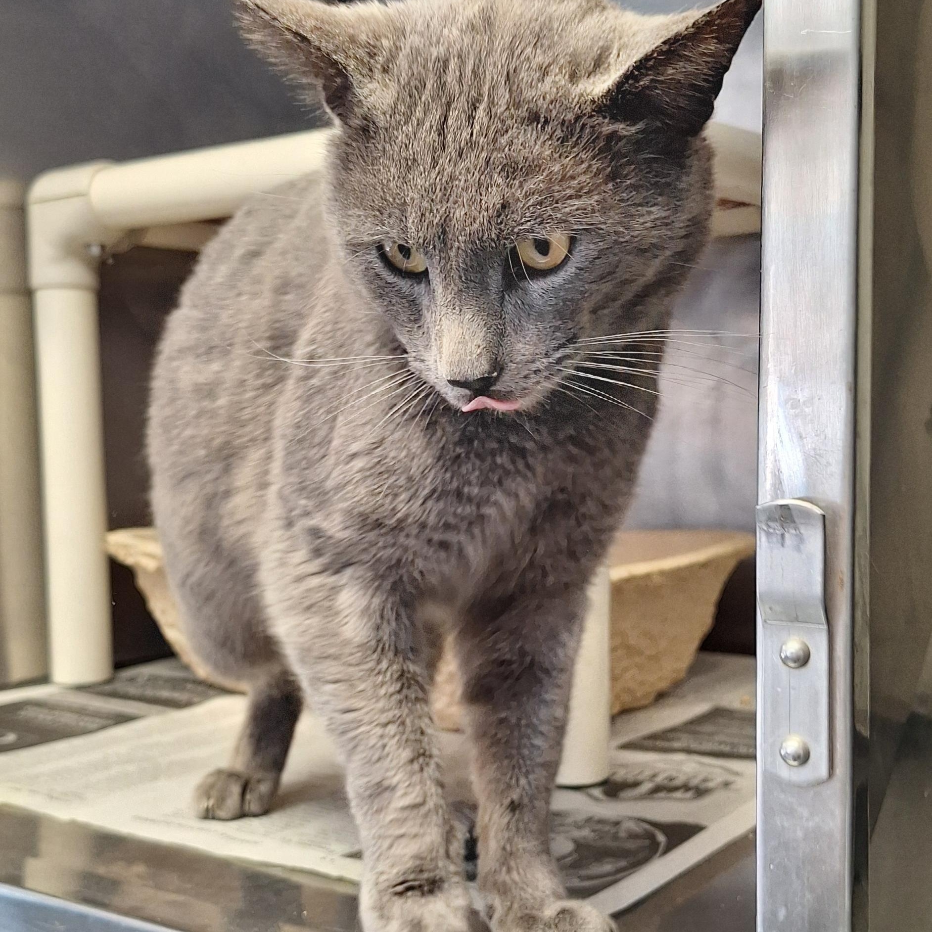 Enlarge Orin, an adopted mixed breed in Stanton, KY image 5/5