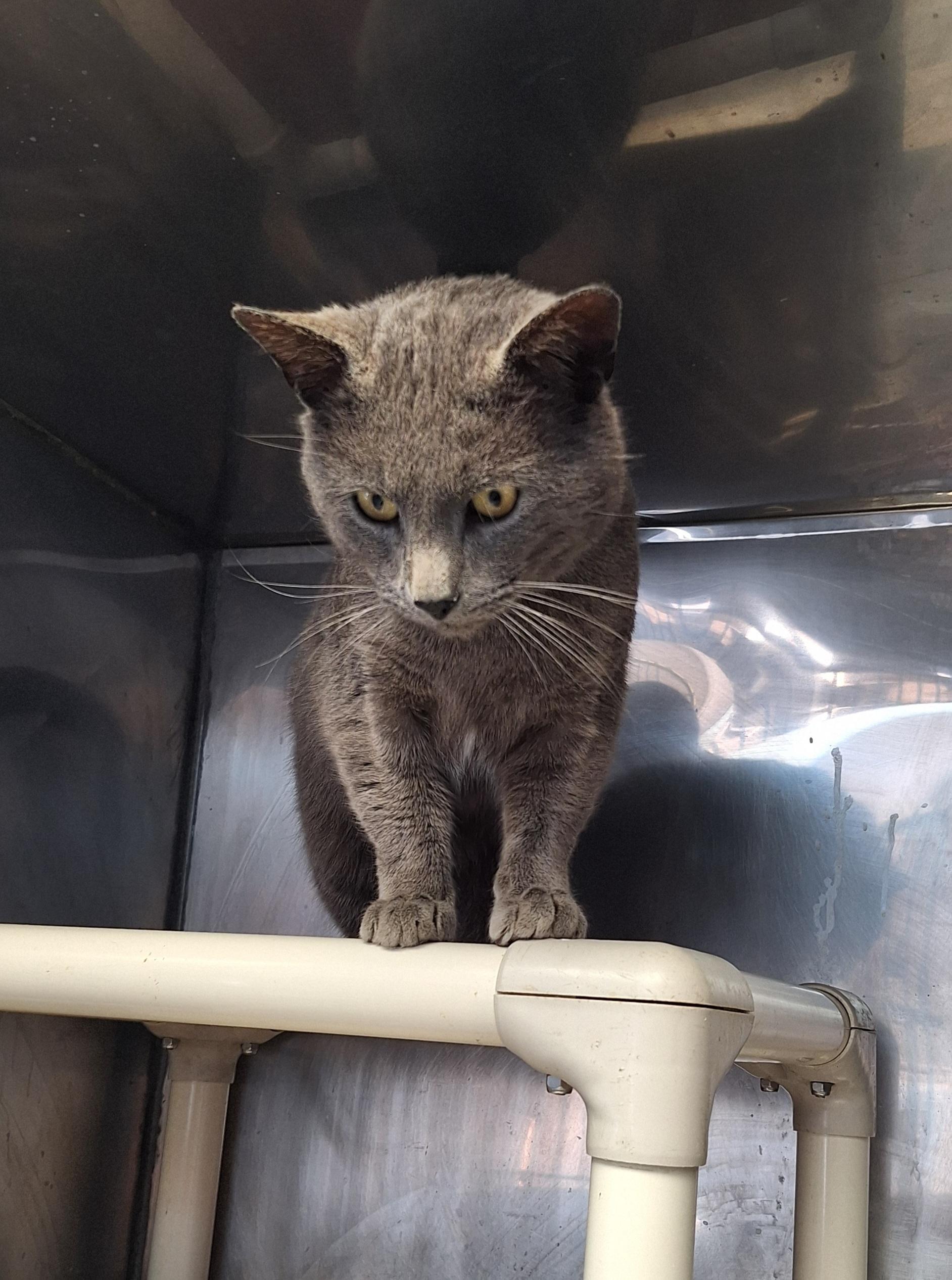 Enlarge Orin, an adopted mixed breed in Stanton, KY image 1/5