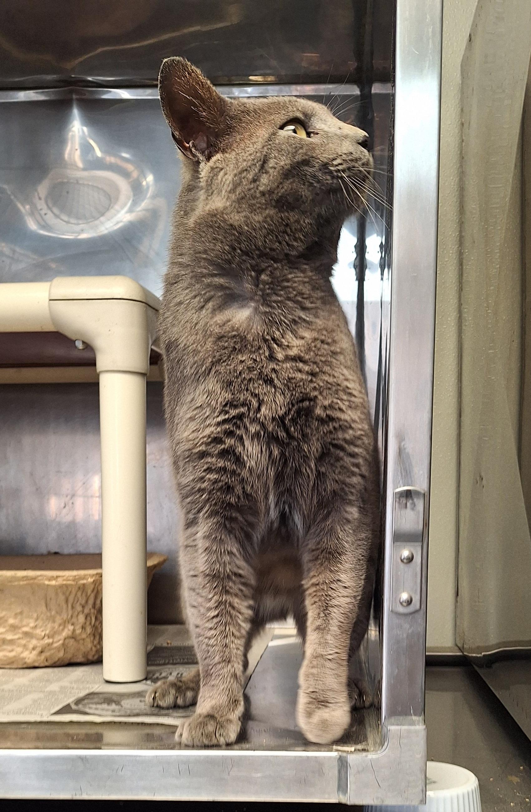 Enlarge Orin, an adopted mixed breed in Stanton, KY image 3/5