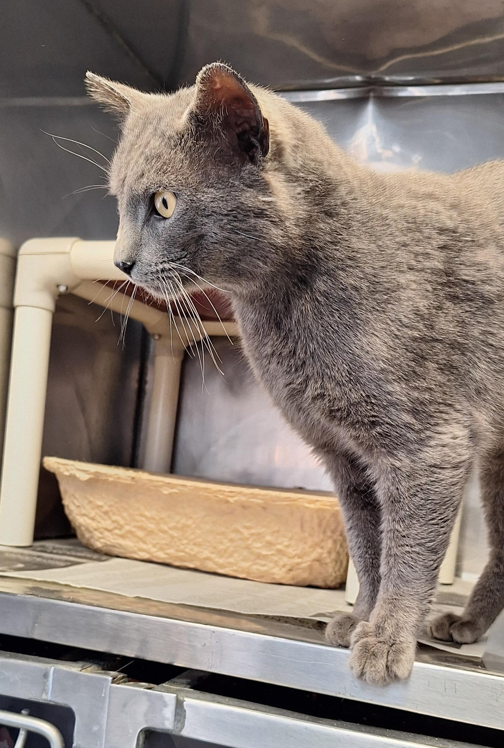 Enlarge Orin, an adopted mixed breed in Stanton, KY image 4/5