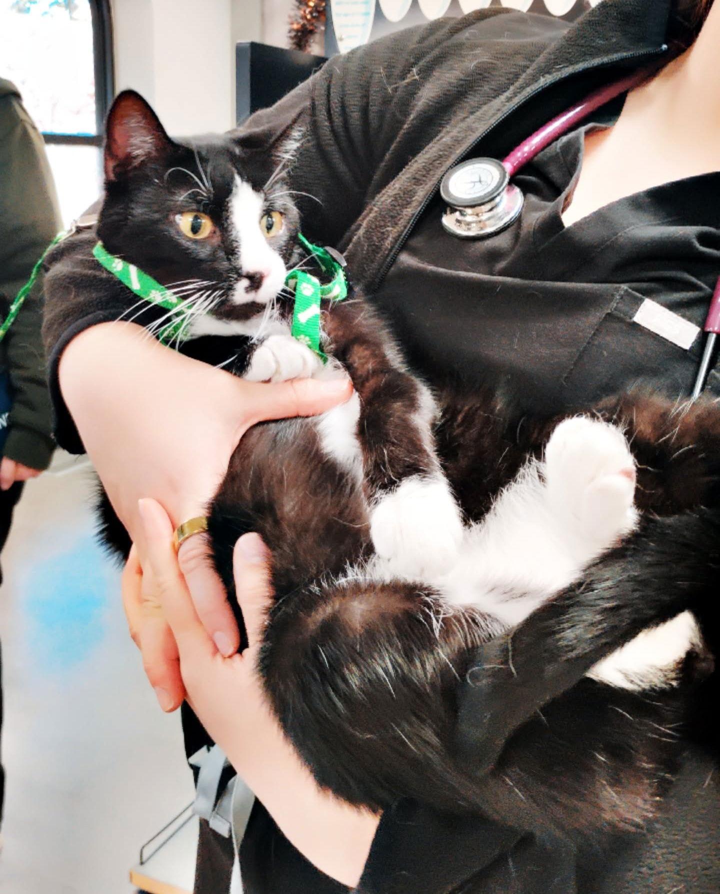 Bob*, Adoptable, Young Male Domestic Short Hair.