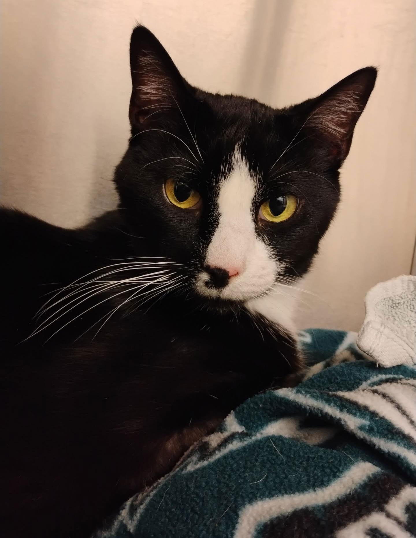 Enlarge Bob*, a Adoptable Domestic Short Hair in Trexlertown, PA image 2/2