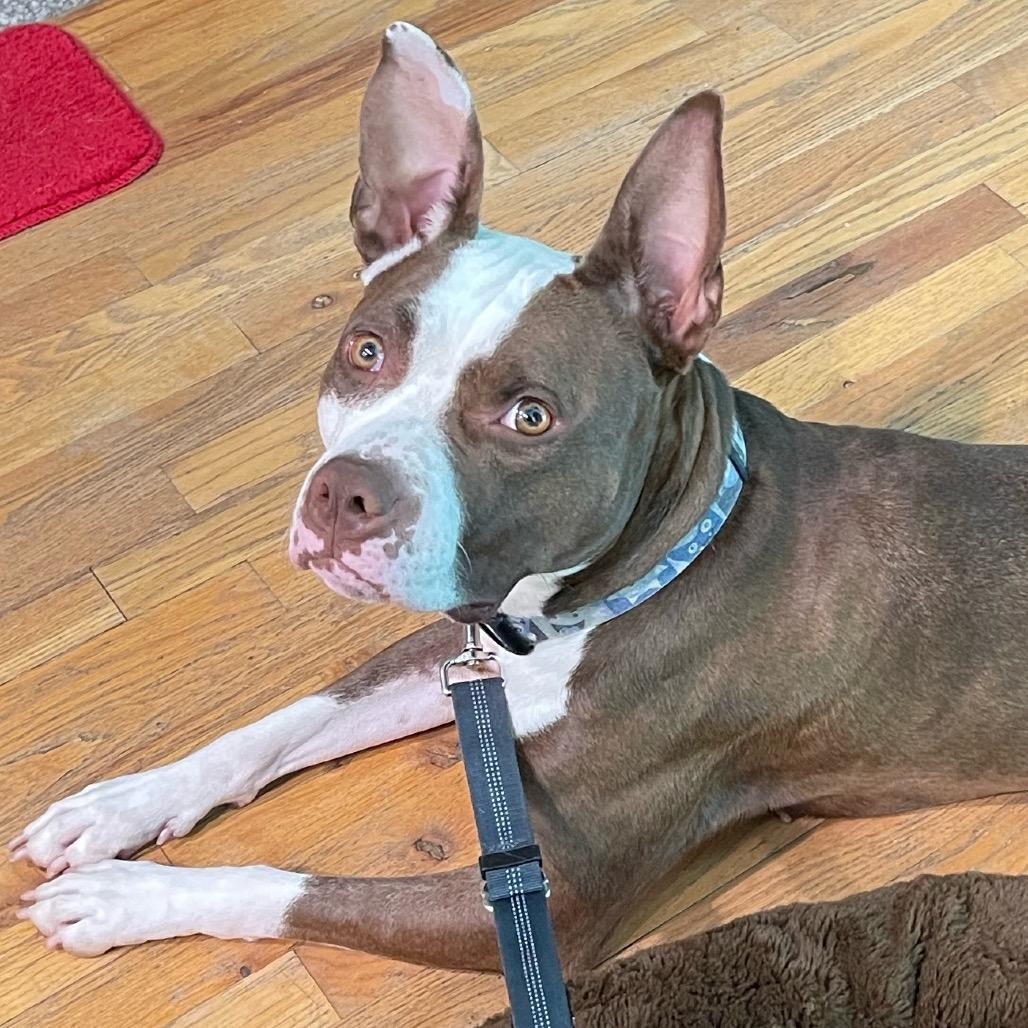 Kokomo, Adoptable, Adult Female Mixed Breed.