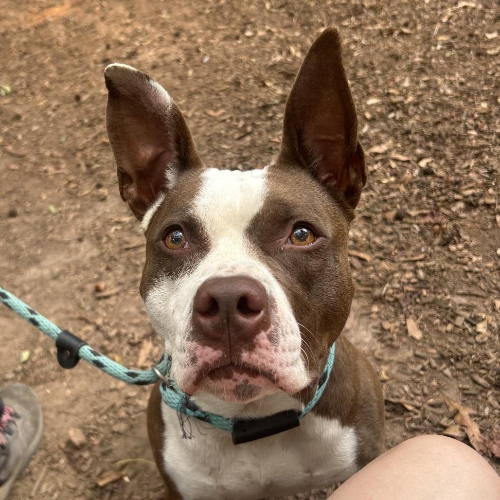 Enlarge Kokomo, a Adoptable Mixed Breed in Decatur, GA image 2/4