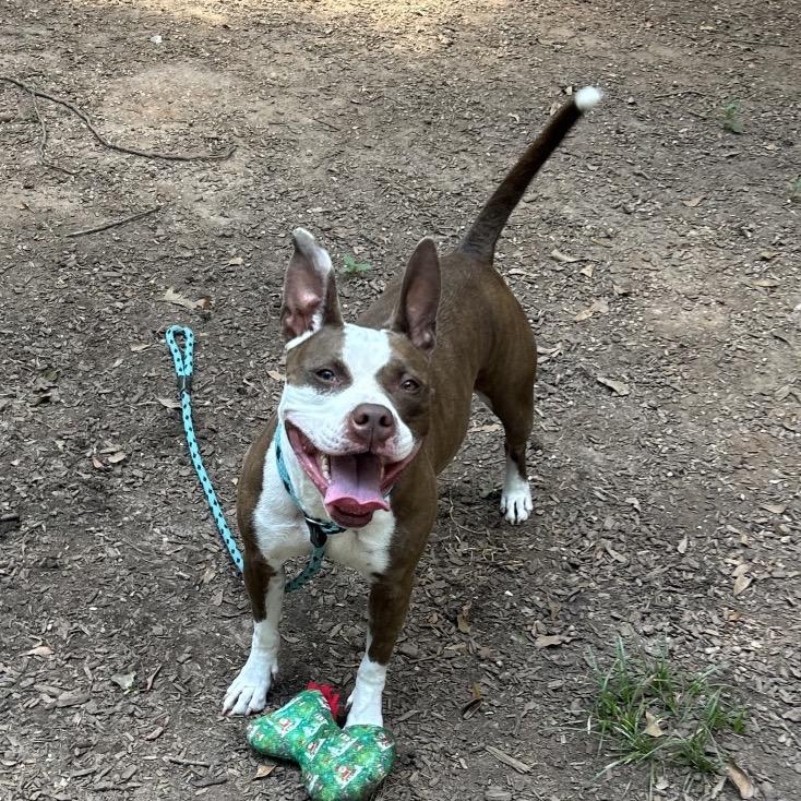 Kokomo, Adoptable, Adult Female Mixed Breed.