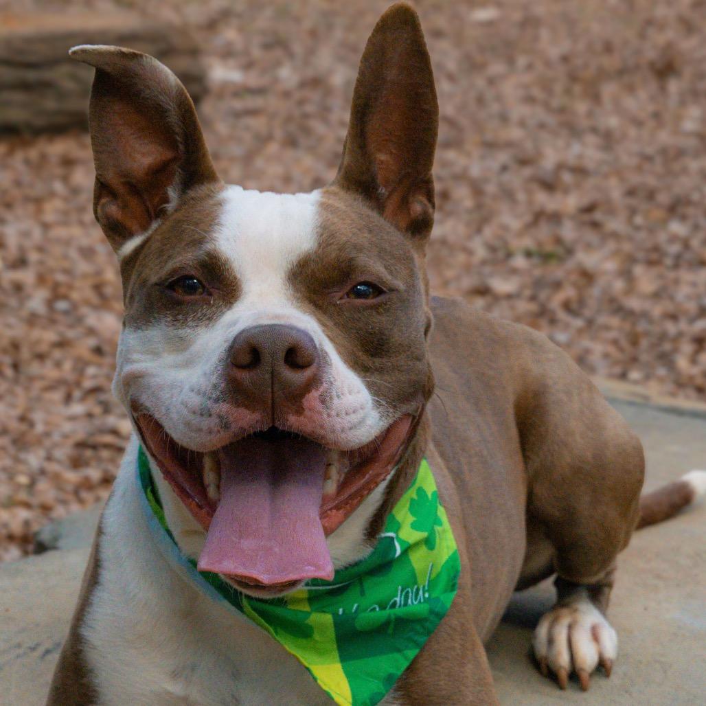 Enlarge Kokomo, a Adoptable Mixed Breed in Decatur, GA image 2/6