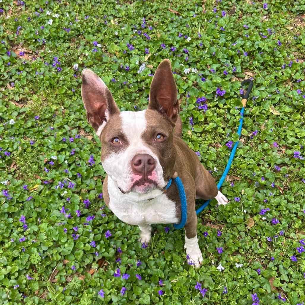 Enlarge Kokomo, a Adoptable Mixed Breed in Decatur, GA image 3/6