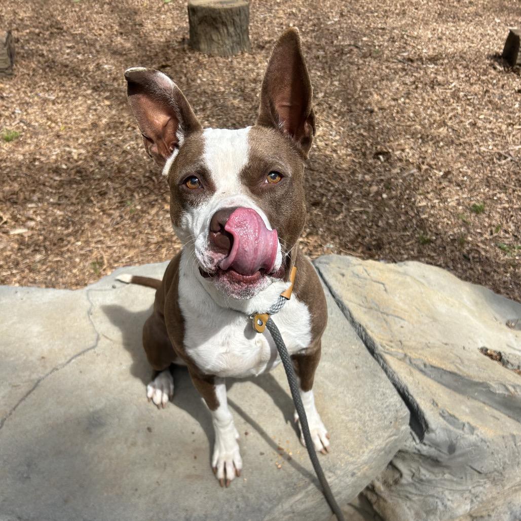 Enlarge Kokomo, a Adoptable Mixed Breed in Decatur, GA image 4/6
