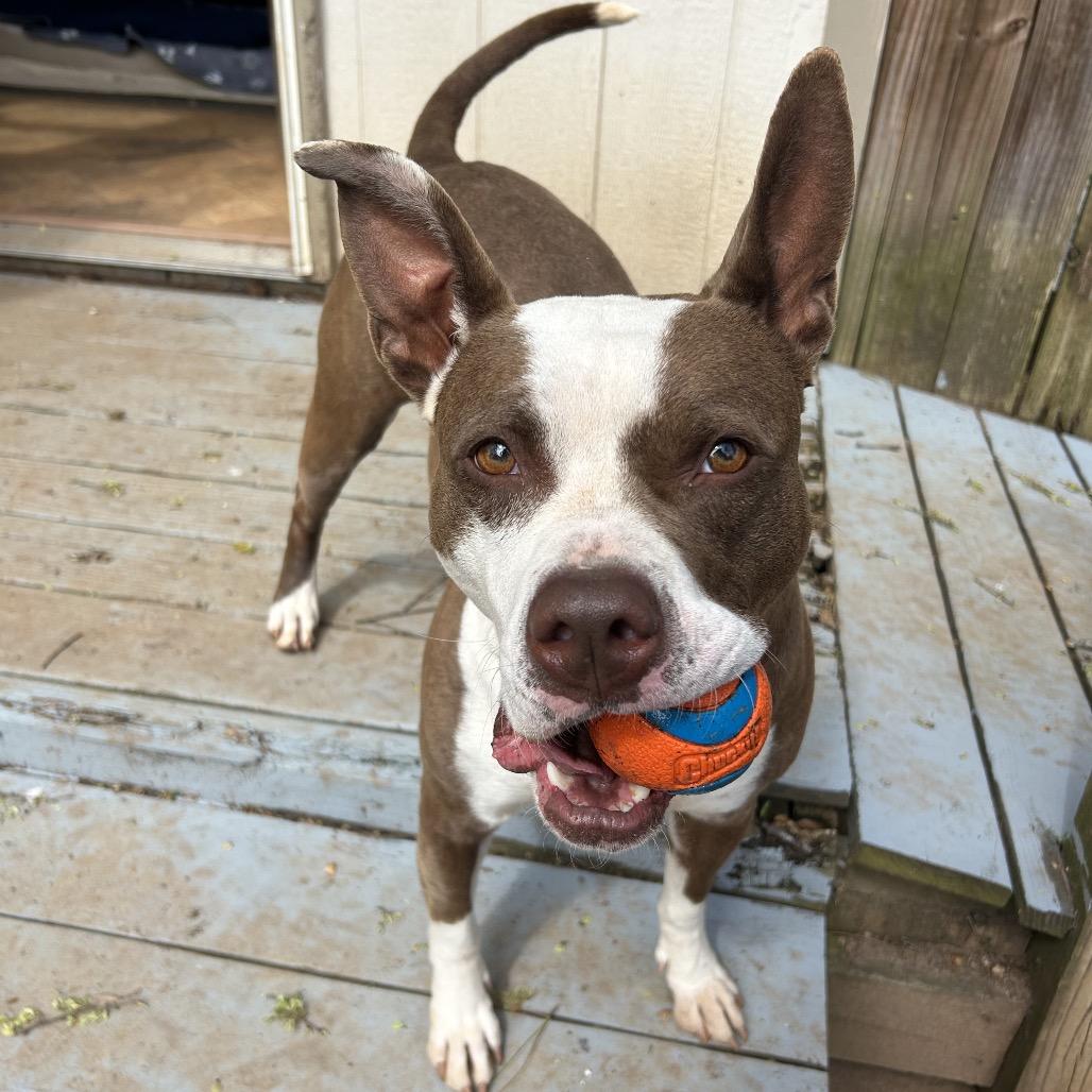 Enlarge Kokomo, a Adoptable Mixed Breed in Decatur, GA image 5/6