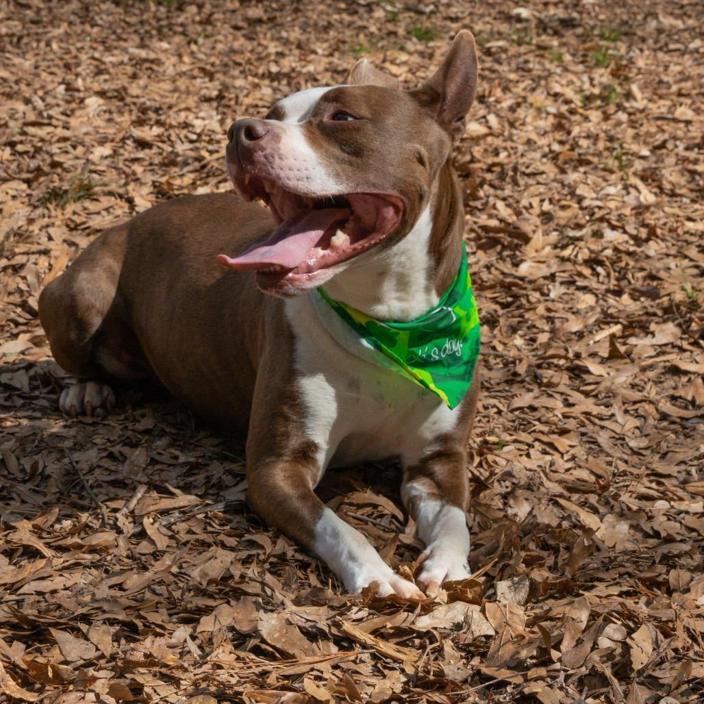 Enlarge Kokomo, a Adoptable Mixed Breed in Decatur, GA image 6/6