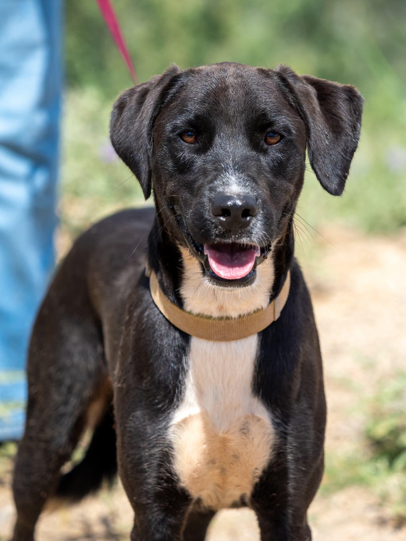 shilo, Adoptable, Adult Male Black Labrador Retriever.