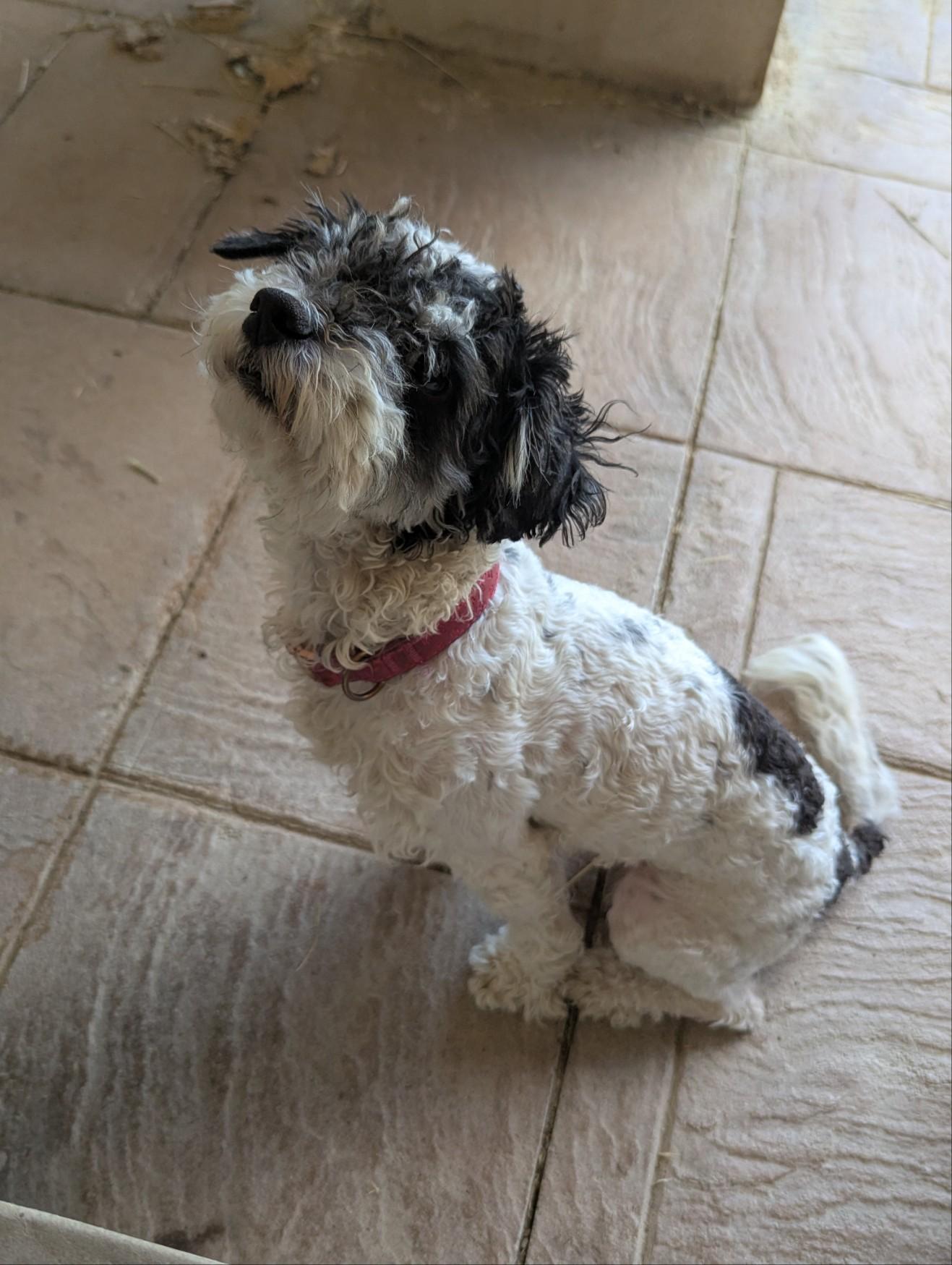Enlarge Rudy, an adopted mixed breed in Bakersfield, CA image 6/6