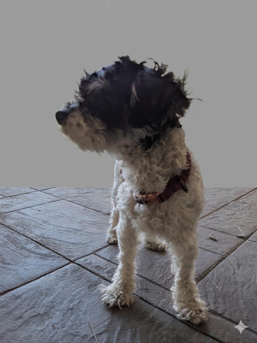 Enlarge Rudy, an adopted mixed breed in Bakersfield, CA image 2/6