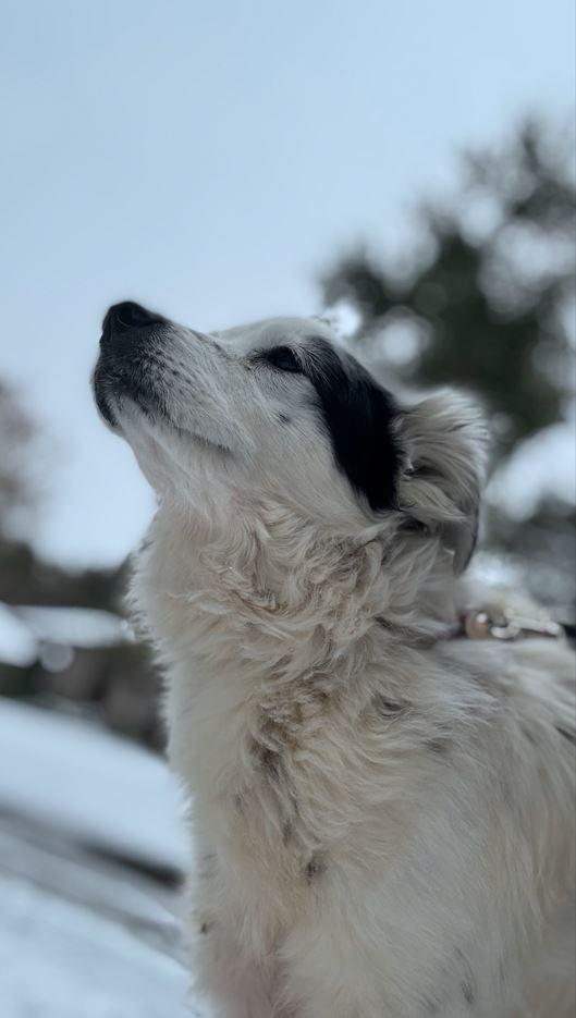 Benny is a sweet gentle soul looking for a quiet home where he can enjoy the simple things in life