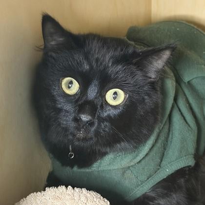 Notte, Adoptable, Young Male Domestic Short Hair & Domestic Short Hair.