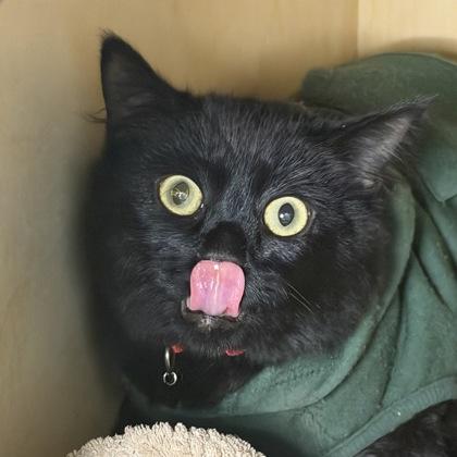 Enlarge Notte, a Adoptable mixed breed in San Francisco, CA image 2/3