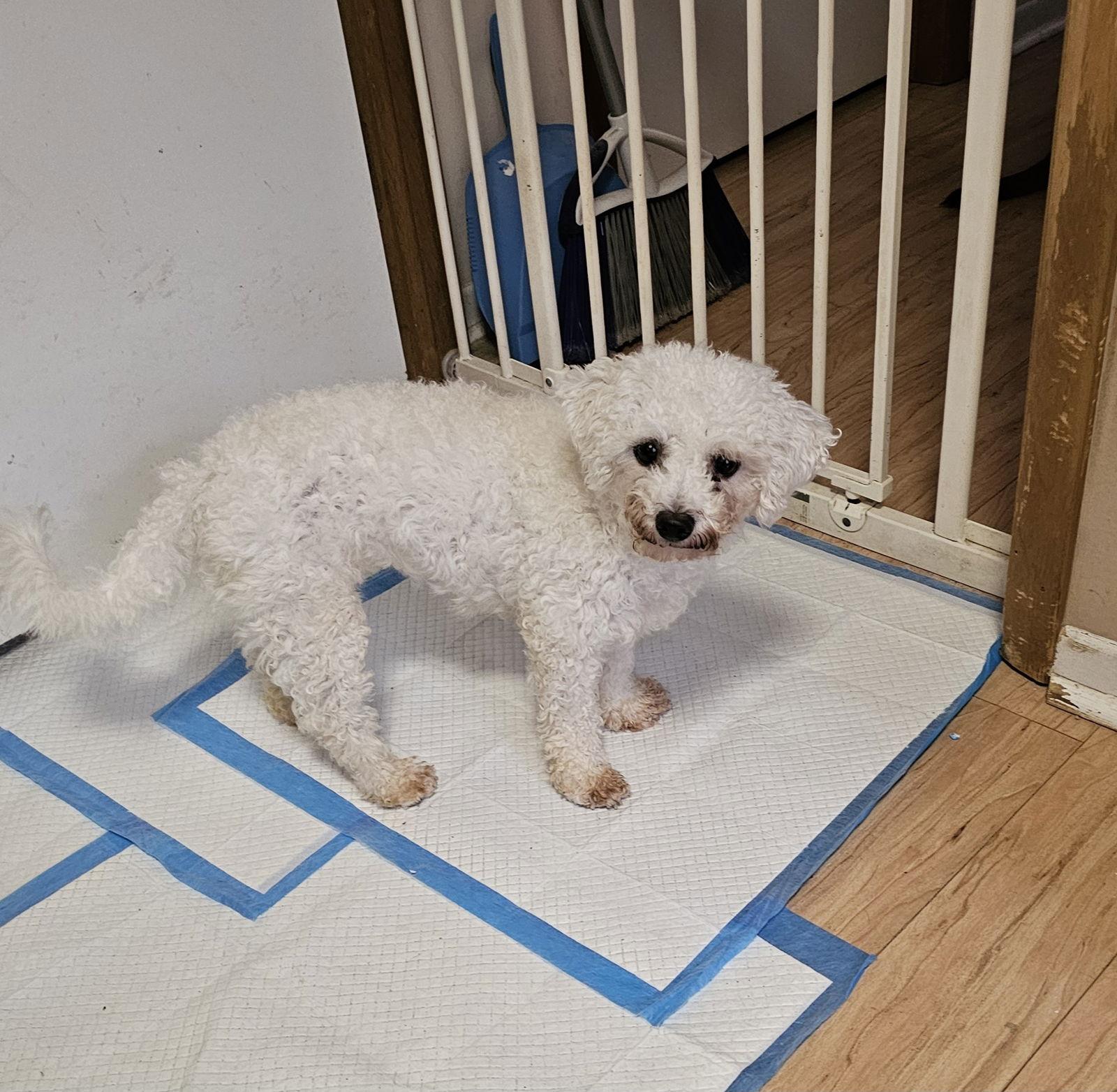 SUGAR, Adoptable, Adult Female Poodle & Maltese.