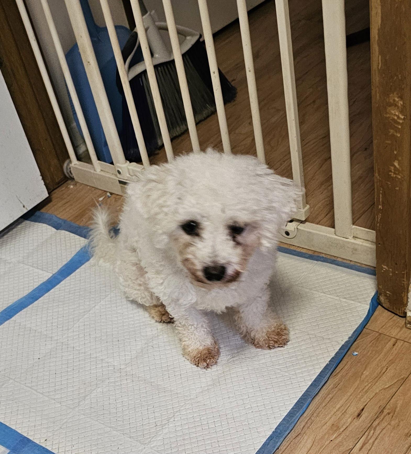 SUGAR, a Adoptable mixed breed in Jackson, NJ image 2/3