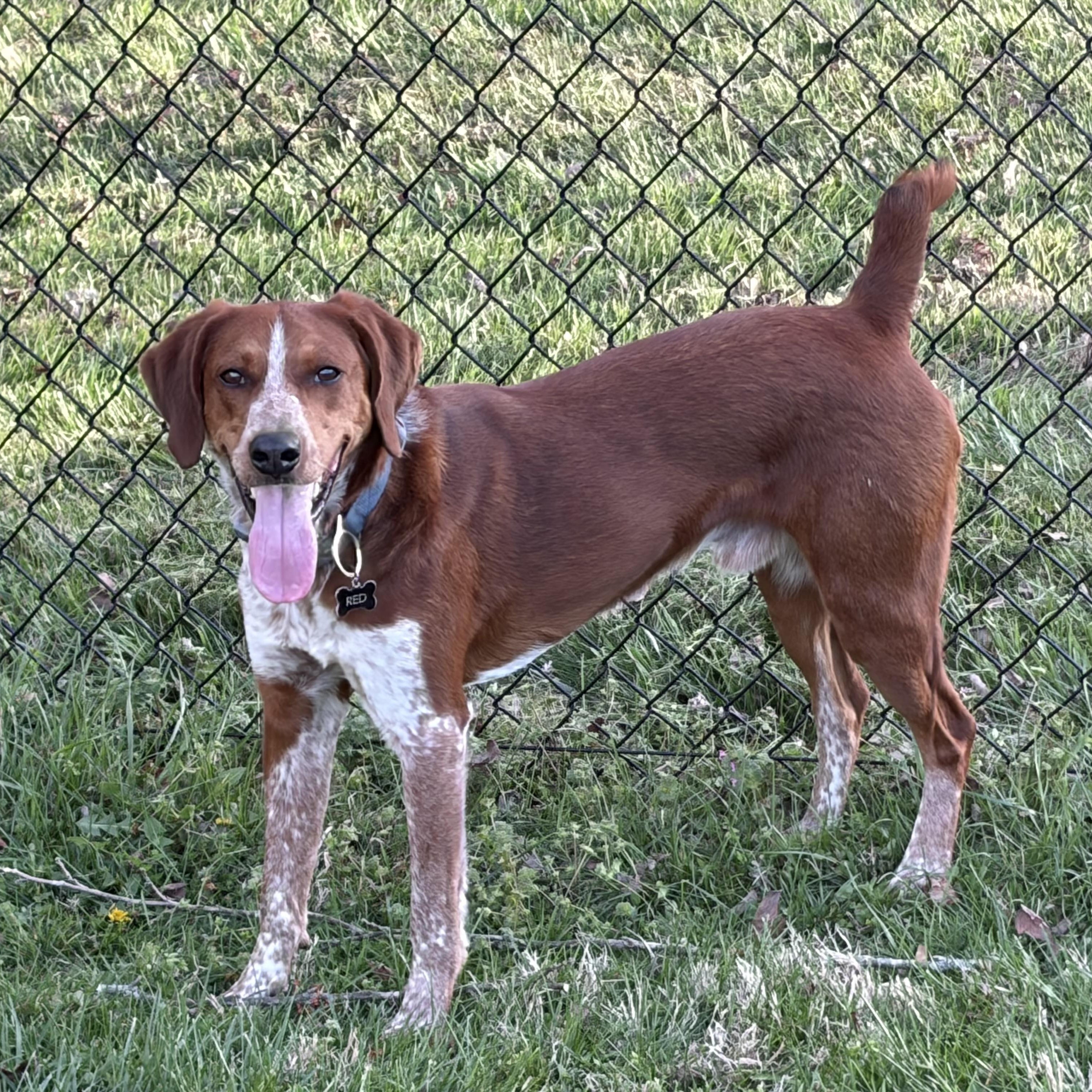 Red, a ADOPTABLE mixed breed in Greeneville, TN image 2/5