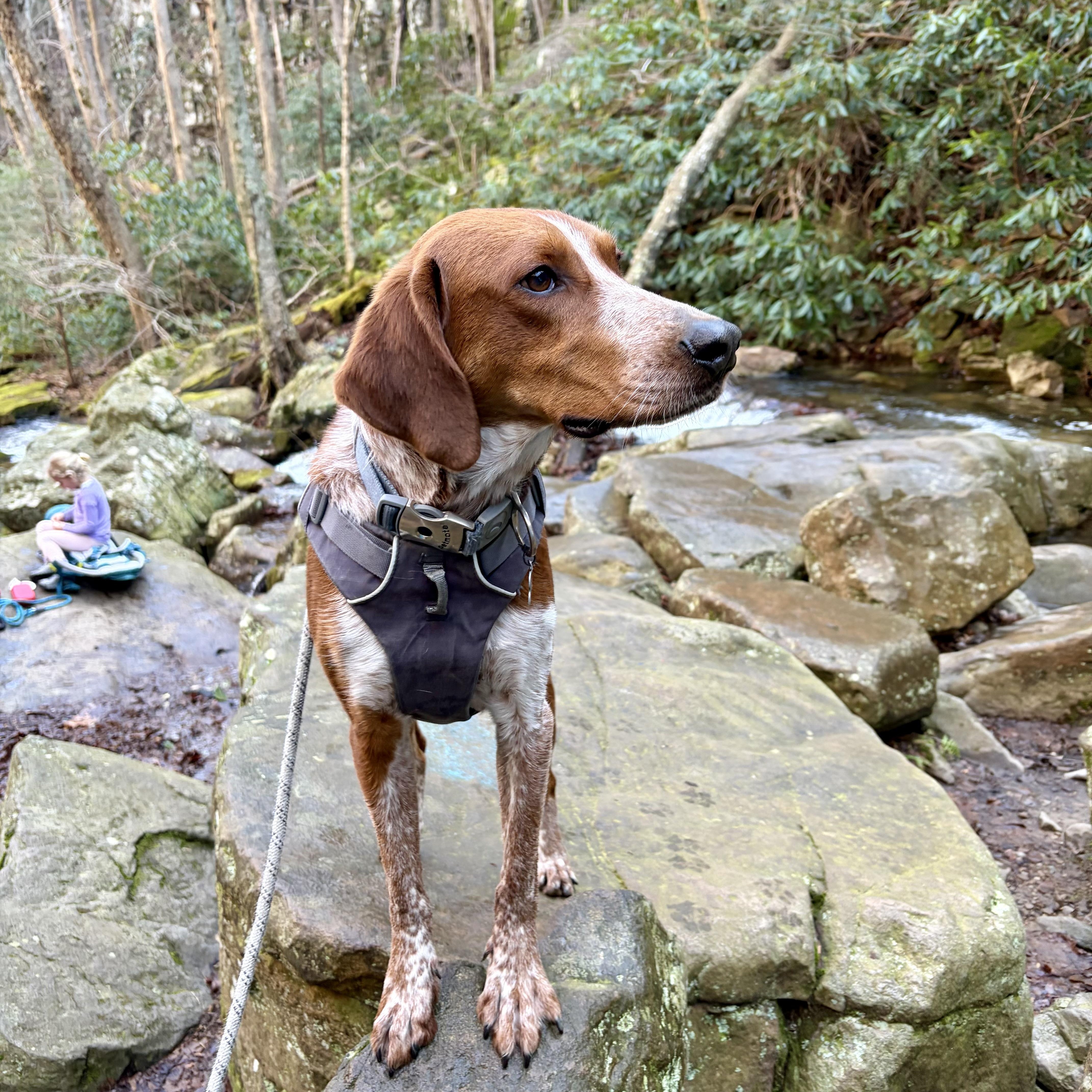 Red, a ADOPTABLE mixed breed in Greeneville, TN image 3/5