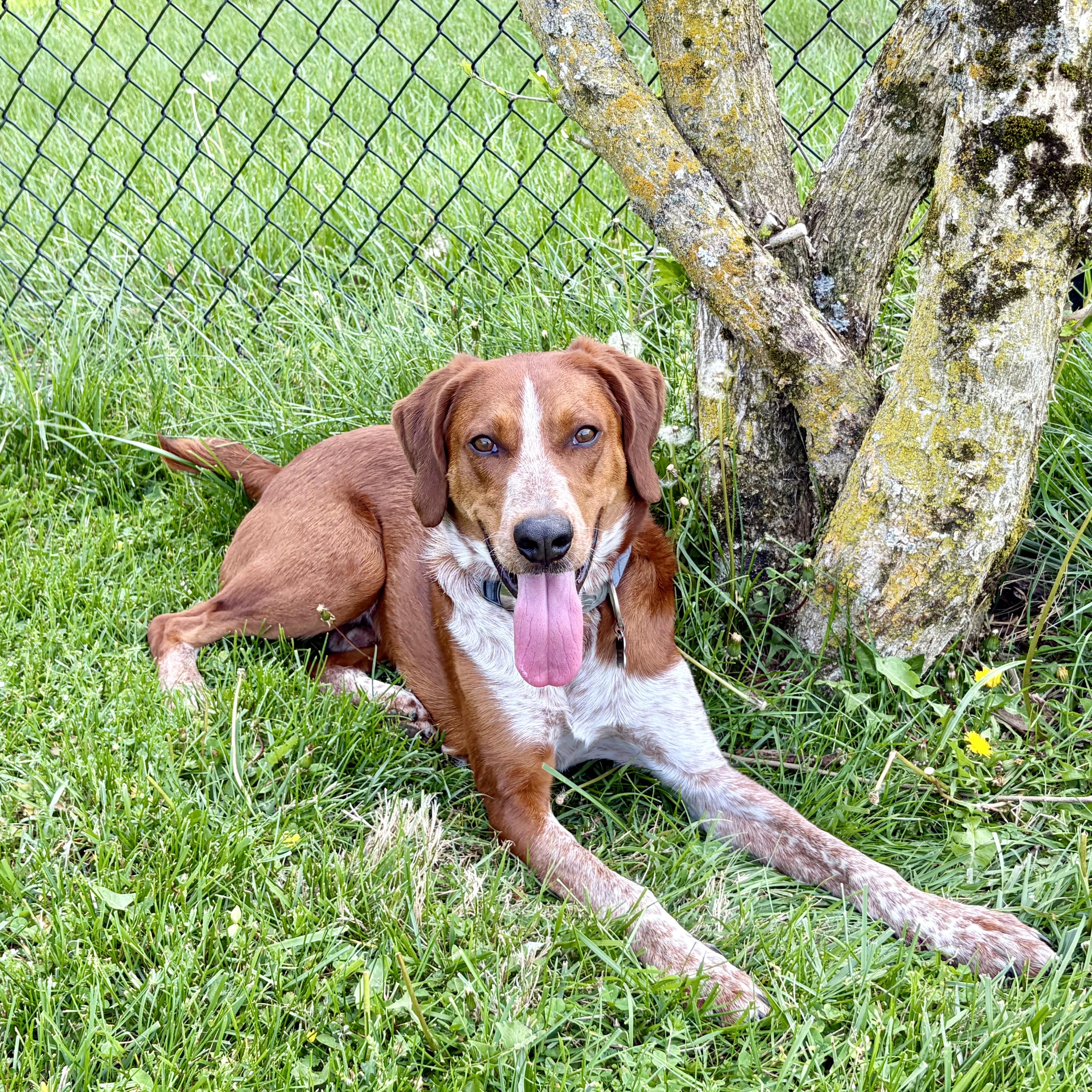 Red, ADOPTABLE, Young Male Brittany Spaniel & Coonhound.