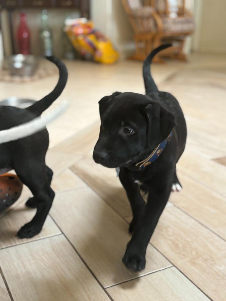 Taz, Adoptable, Puppy Male Mixed Breed.