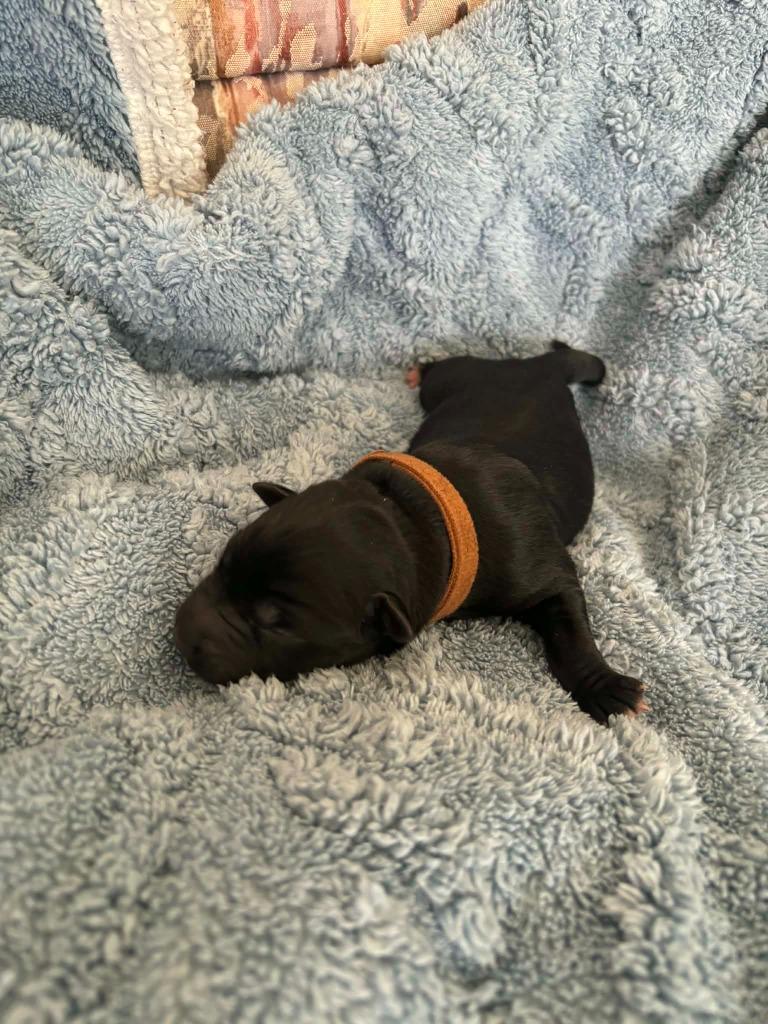 Enlarge Taz, a Adoptable Mixed Breed in Mesa, AZ image 3/3