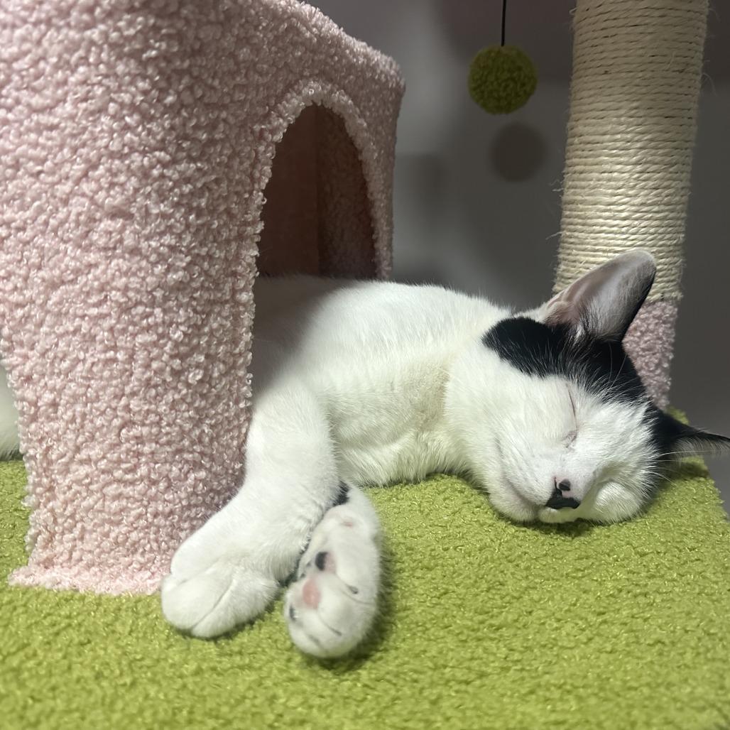 Amore, a Adoptable Domestic Short Hair in Middle Village, NY image 2/4