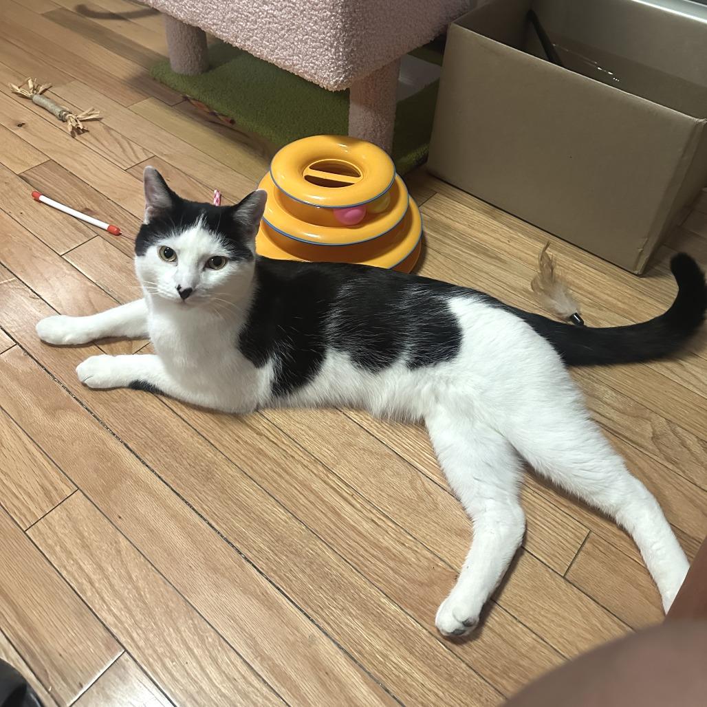 Amore, a Adoptable Domestic Short Hair in Middle Village, NY image 3/4