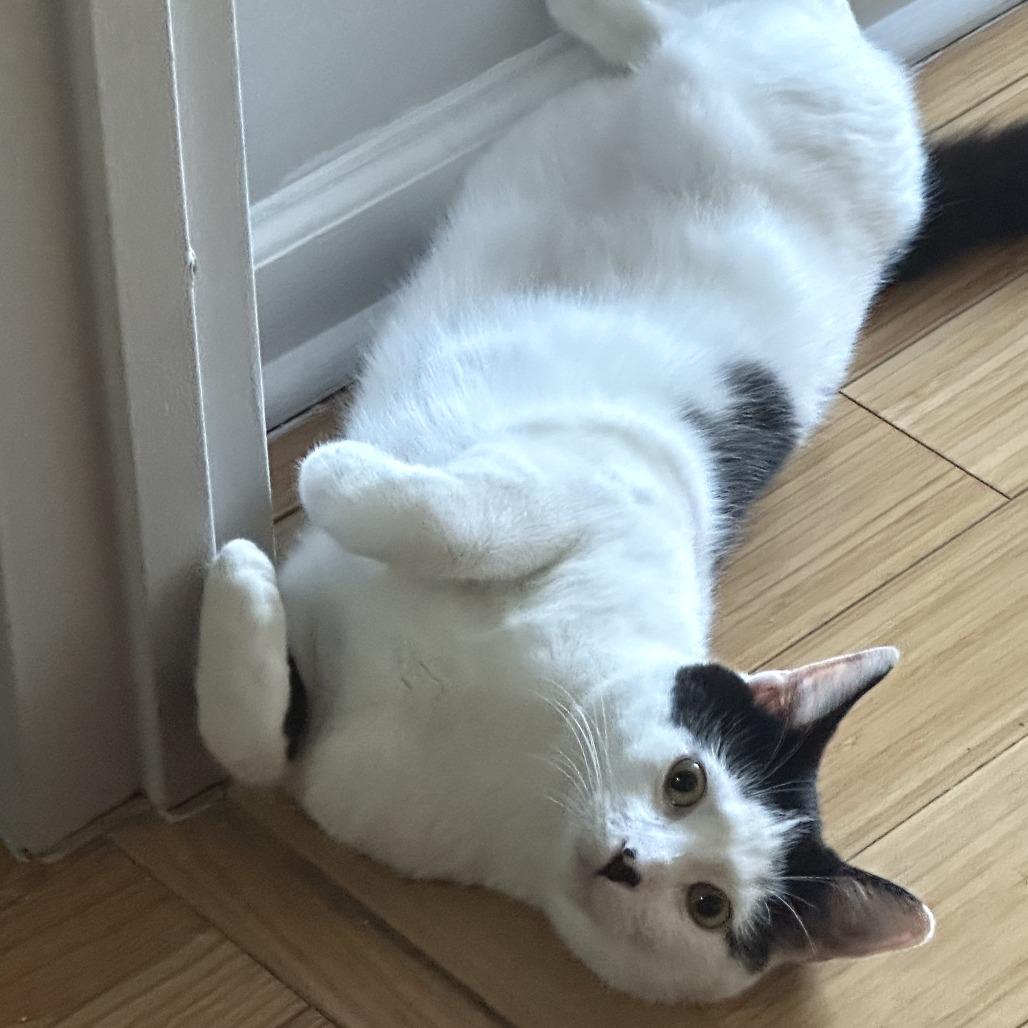 Amore, a Adoptable Domestic Short Hair in Middle Village, NY image 4/4