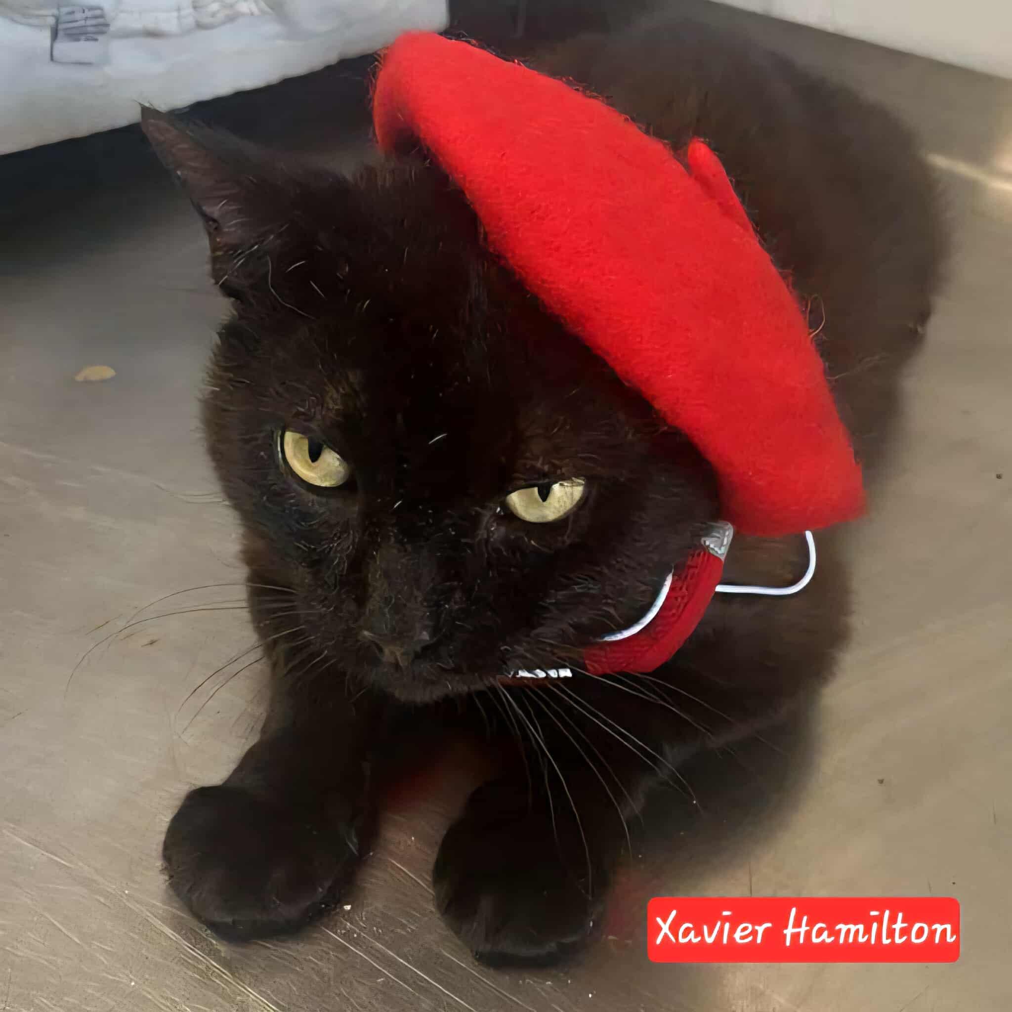 Xavier Hamilton