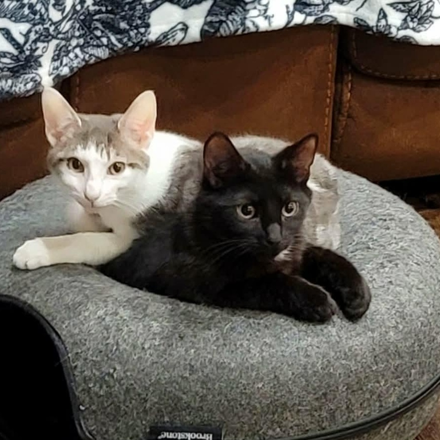 Simon & Baxter, ADOPTABLE, Young Male Domestic Short Hair & Tabby.