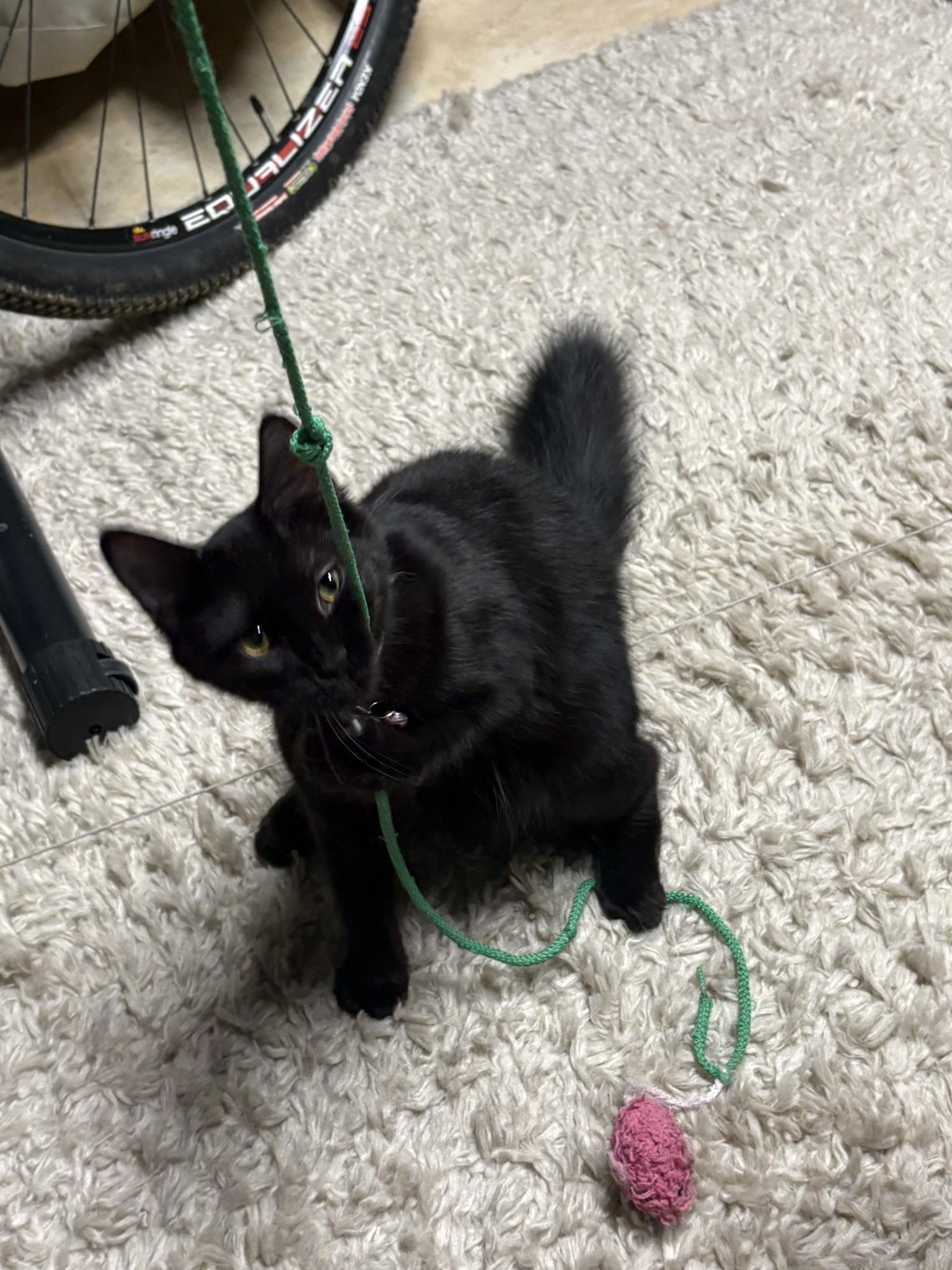 Fluffer + Nutter, Adoptable, Young Female Domestic Short Hair.