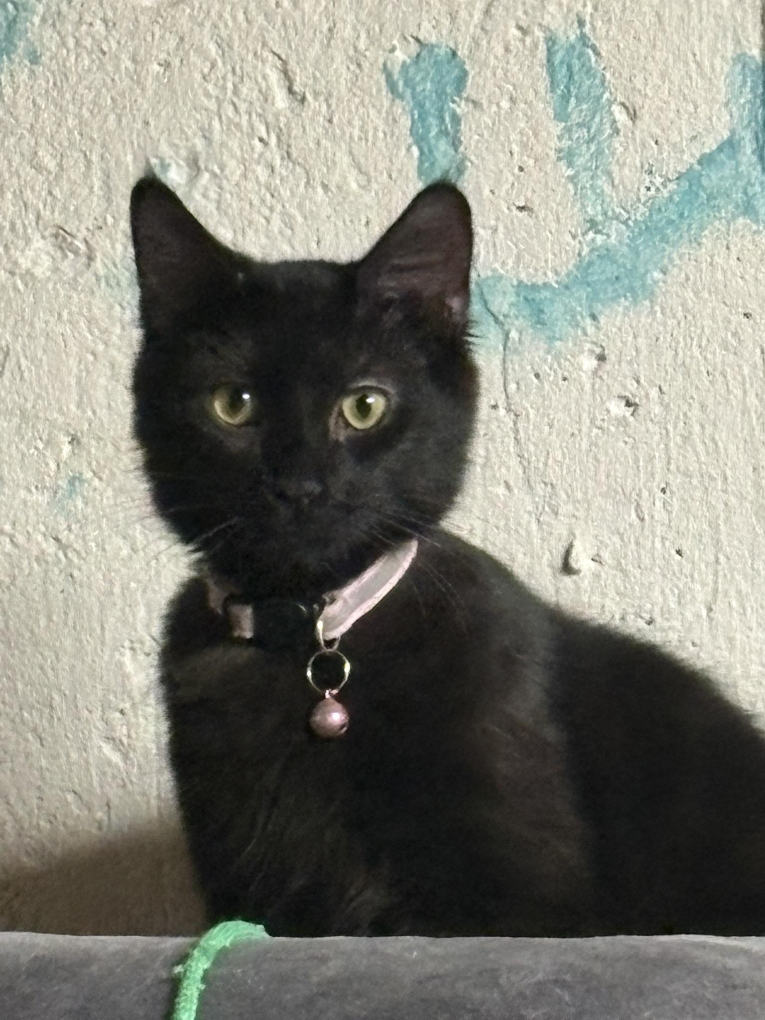 Enlarge Fluffer + Nutter, a Adoptable mixed breed in BREINIGSVILLE, PA image 2/5