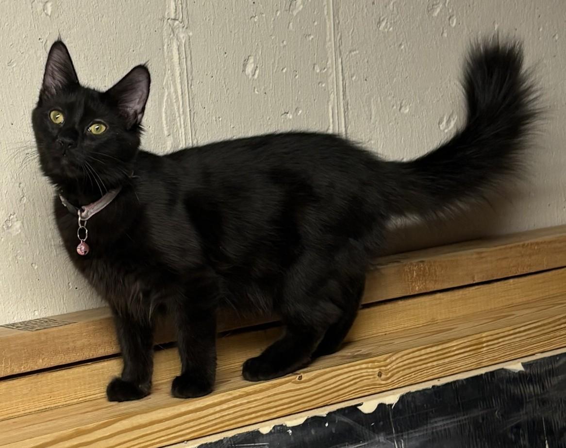 Enlarge Fluffer + Nutter, a Adoptable mixed breed in BREINIGSVILLE, PA image 3/5