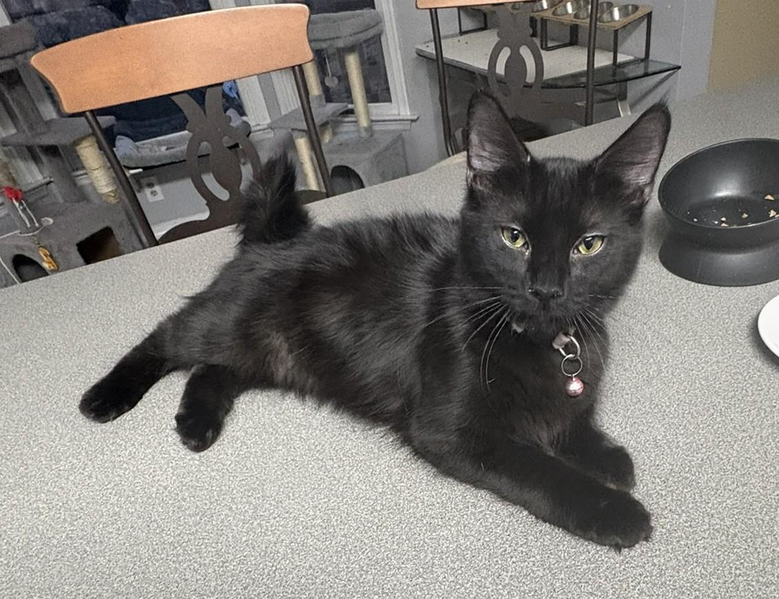 Enlarge Fluffer + Nutter, a Adoptable mixed breed in BREINIGSVILLE, PA image 4/5