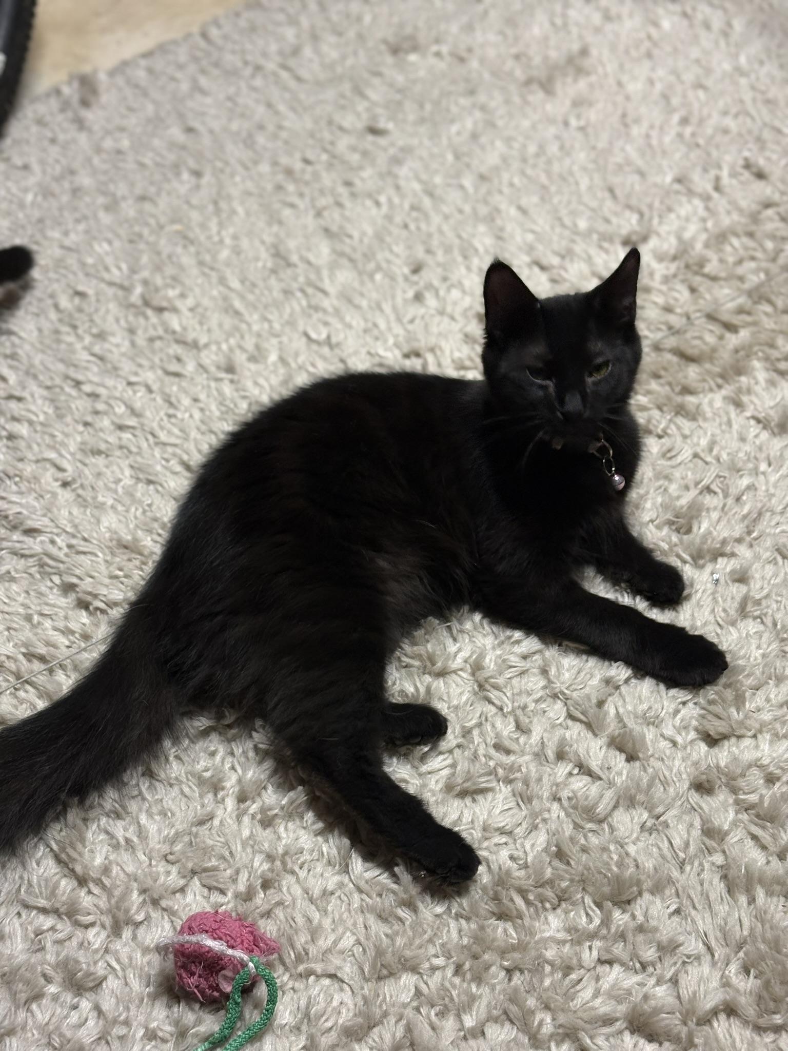 Enlarge Fluffer + Nutter, a Adoptable mixed breed in BREINIGSVILLE, PA image 5/5