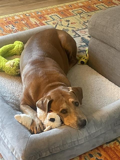 BUDDY, Adoptable, Adult Male Labrador Retriever & Mixed Breed.