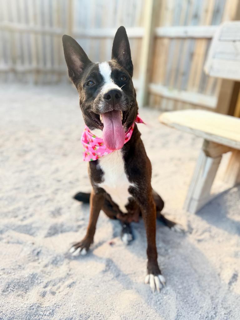 Enlarge Ivory, a Adoptable mixed breed in Muskegon, MI image 1/3