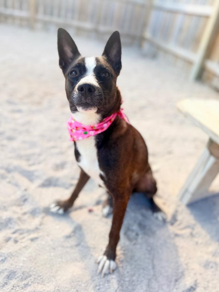 Enlarge Ivory, a Adoptable mixed breed in Muskegon, MI image 3/3