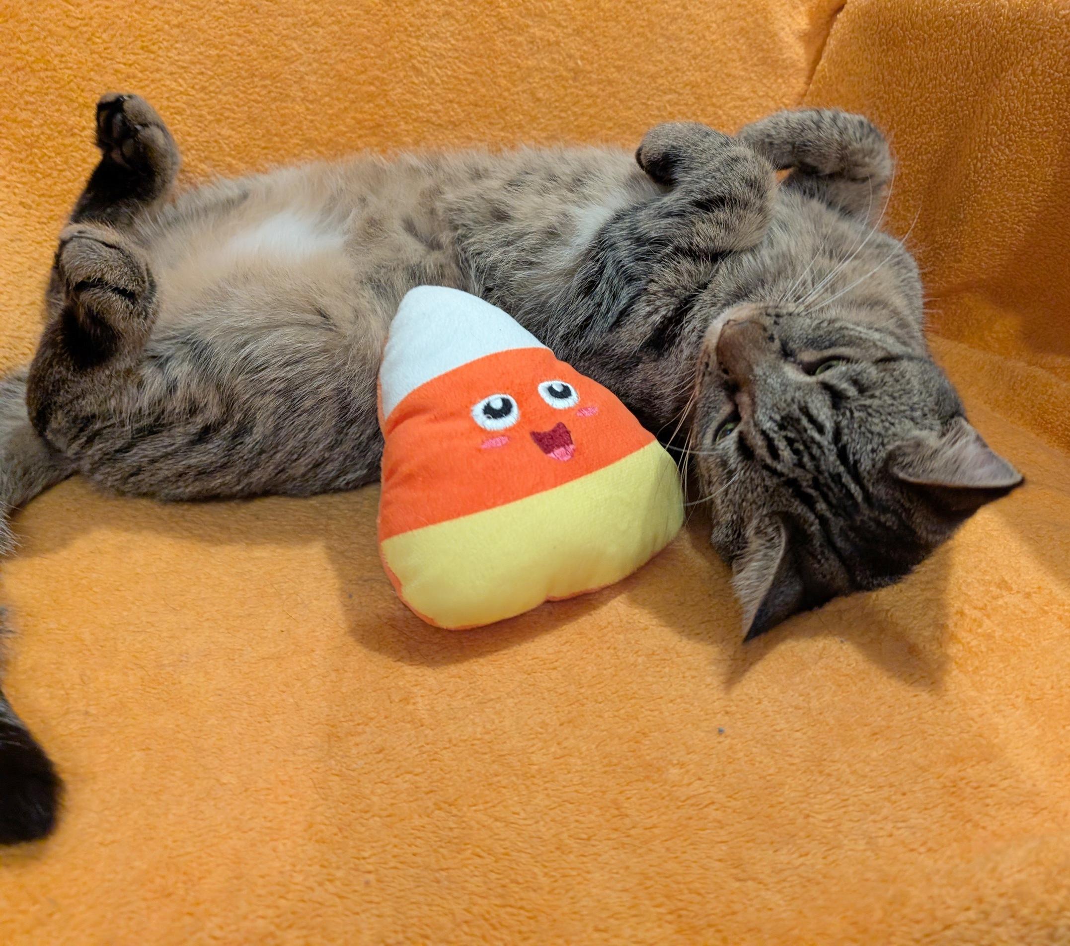 Raine, a Adoptable Domestic Short Hair in Fairview Heights, IL image 2/5