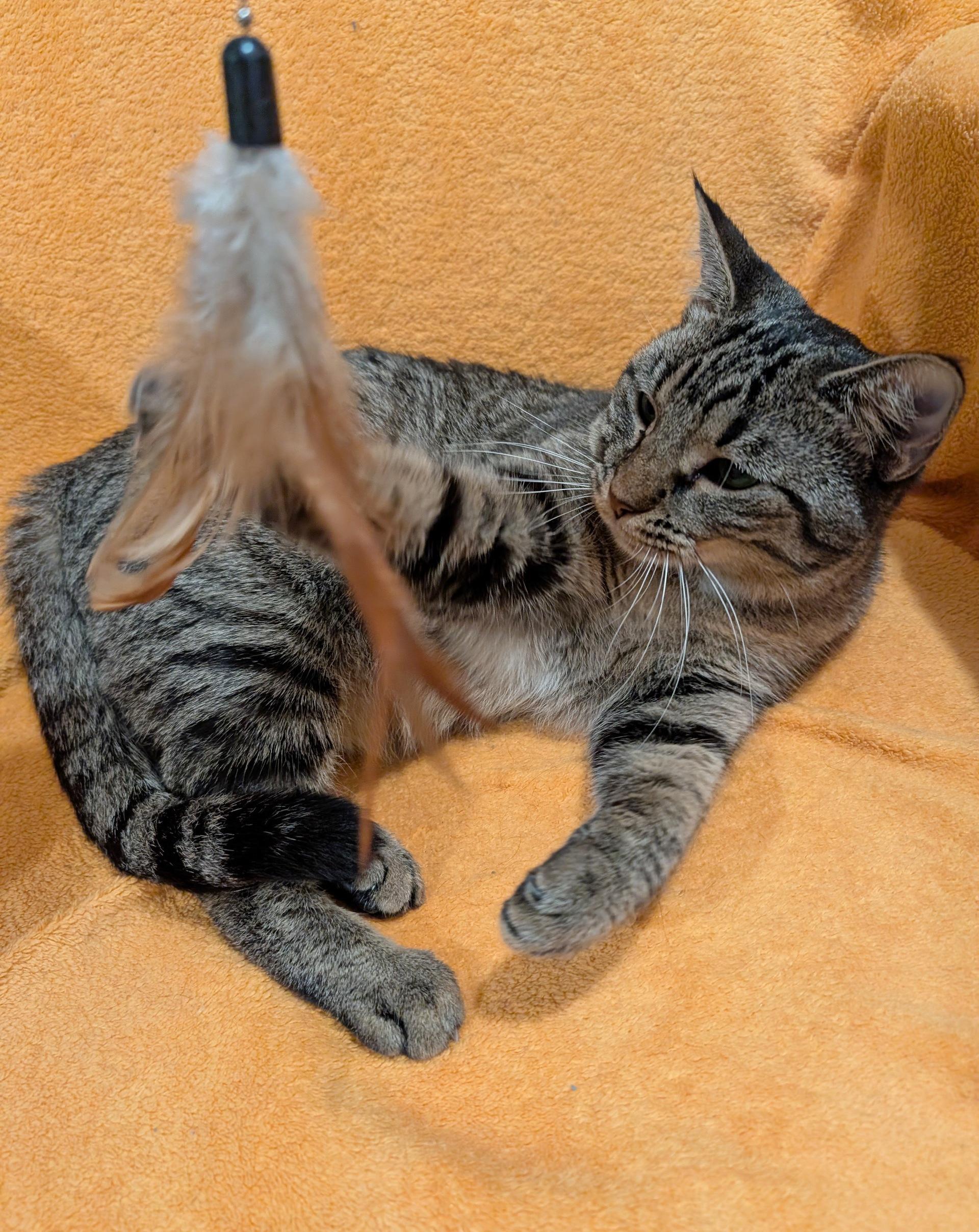 Raine, a Adoptable Domestic Short Hair in Fairview Heights, IL image 4/5