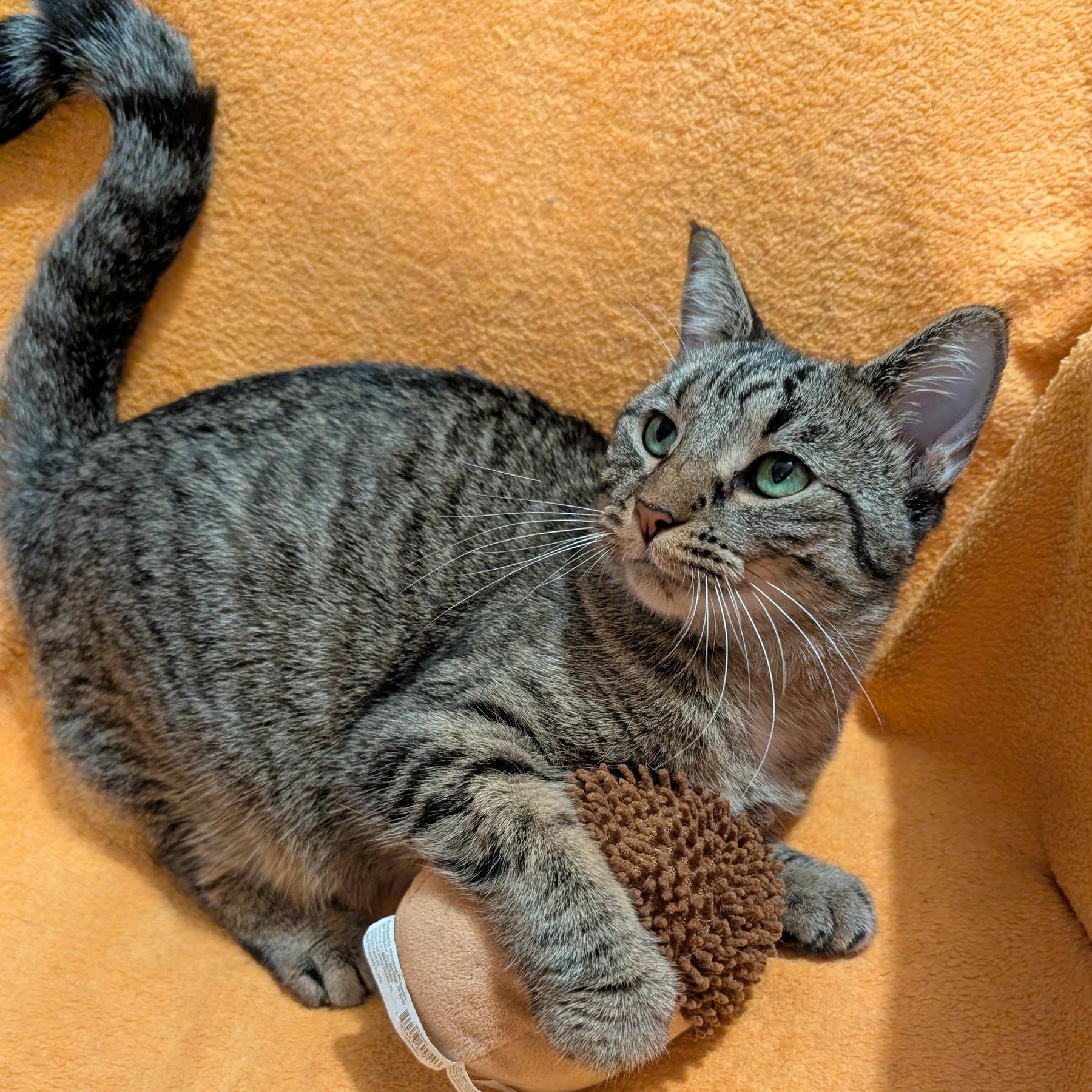 Raine, a Adoptable Domestic Short Hair in Fairview Heights, IL image 3/5