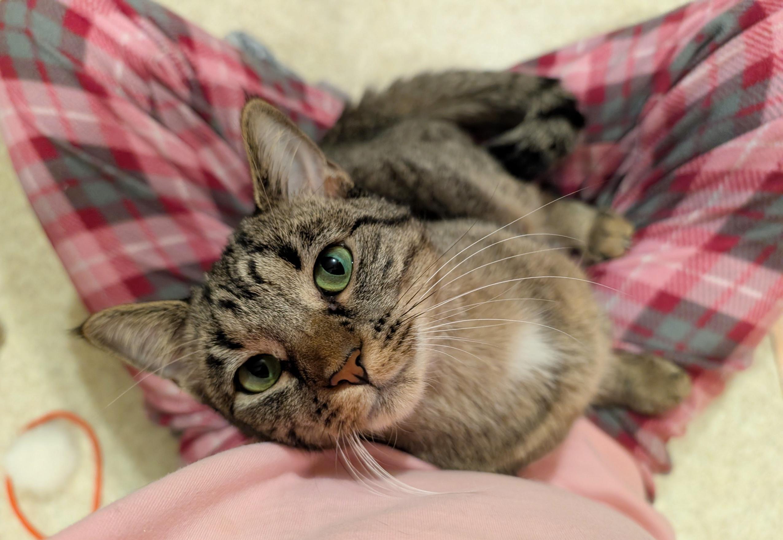 Raine, a Adoptable Domestic Short Hair in Fairview Heights, IL image 1/5